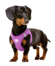 Cargar imagen en el visor de la galería, Arnes de malla transpirable para perros-Arnés fácil de poner para perros pequeños-Arnés cómodo y seguro para perros-Arnés de doble cierre con hebilla para perros-arnes para perros de raza pequeña