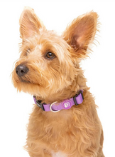 Cargar imagen en el visor de la galería, Collar ajustable de neopreno para perros-Collar de comodidad extrema para perros-Collar de seguridad con cierre robusto para perros-Collar de diseño moderno en color púrpura para perros-comprar collar para mascotas