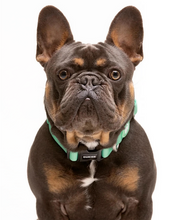 Cargar imagen en el visor de la galería, Collar de perro ajustable con neopreno-Collar cómodo y seguro para perros-Collar de neopreno para perros sensibles-Collar de maxima seguridad para perros-Collar de diseño guay en color menta