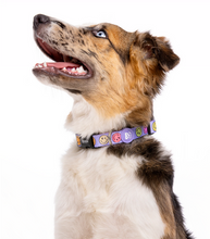 Cargar imagen en el visor de la galería, Collar para perros con interior de neopreno-Collar ajustable y cómodo para perros-Collar de máxima seguridad para perros-Collar para perros con diseño exclusivo-Collar cómodo y seguro para perros grandes
