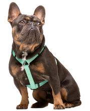 Cargar imagen en el visor de la galería, Comprar Arnes ajustable y cómodo para perros-Arnes de materiales duraderos para perros-Arnes de seguridad con cierre de 4 puntos para perros-Arnes en forma de H fácil de poner-Arnes de color menta para perros