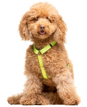Cargar imagen en el visor de la galería, Comprar Arnes para perro ajustable amarillo neon-Arnes comodo y seguro para perros-Arnes de perro con cierre de 4 puntos-Arnes de materiales duraderos para perros-Arnes clásico de color llamativo para perros