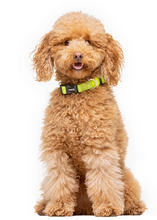 Cargar imagen en el visor de la galería, Comprar accesorios-Collar de perro ajustable con neopreno-Collar cómodo y seguro para perros-Collar de neopreno para perros sensibles-Collar de diseño llamativo para perros-Collar de máxima seguridad para perros