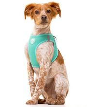 Cargar imagen en el visor de la galería, Comprar arnes de malla transpirable para perros-Arnés fácil de poner para perros pequeños-Arnés cómodo y seguro para perros-Arnés de doble cierre con hebilla para perros-Arnés de color menta para perros