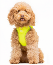 Cargar imagen en el visor de la galería, arnes transpirable para perros pequeños y grandes-arnes amarillo neon para perros con cierre seguro-arnes facil de poner para mascotas activas-arnes con malla transpirable para perros-arnes de alta visibilidad