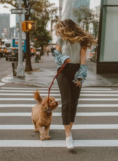 Paseos Sin Tirones con Tu Perro 🚶‍♂️🐕: Consejos Prácticos para Disfrutar de Caminatas Relajadas