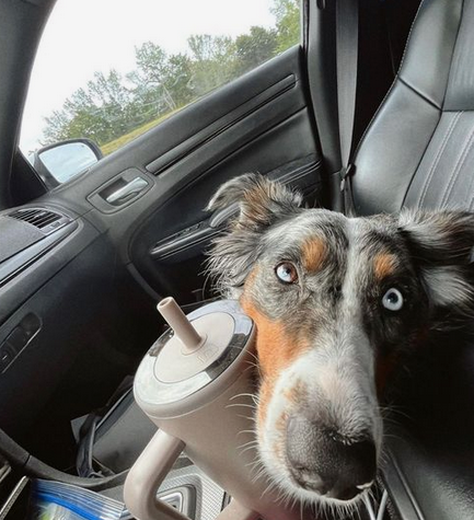 Dejar a mi mascota en el coche en días calurosos: ¿es seguro? ☀️