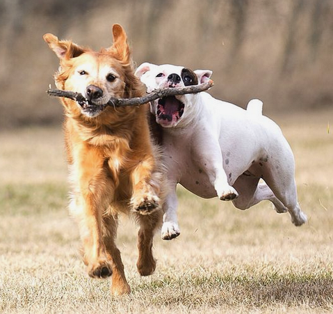 Los Mejores Juguetes para Perros según su Raza y Edad: Guía Completa para Mantener a Tu Mascota Feliz y Saludable 🐶🎾