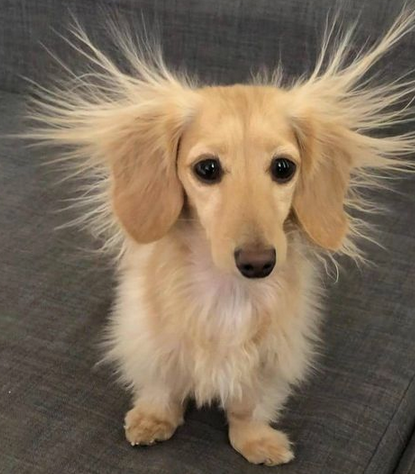 Cuidados de mascotas de pelo largo en verano: consejos para mantener su bienestar 🌞