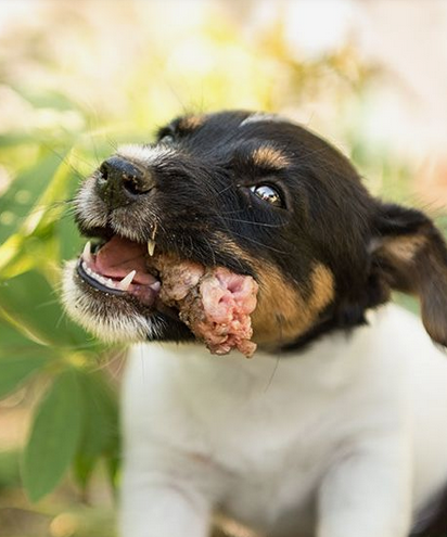 Los Beneficios de los Huesos Carnosos para tu Perro 🦴🐾
