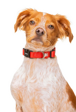 Cargar imagen en el visor de la galería, Collar de neopreno ajustable para perros-Collar súper suave con forro de neopreno-Collar de alta seguridad para perros-Collar de diseño moderno para mascotas-Collar de neopreno cómodo para perros sensibles
