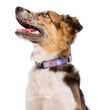 Cargar imagen en el visor de la galería, Collar para perros con interior de neopreno-Collar ajustable y cómodo para perros-Collar de máxima seguridad para perros-Collar para perros con diseño exclusivo-Collar cómodo y seguro para perros grandes
