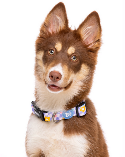 Dukier Chess Board-Collar de neopreno para perros-Accesorio ajustable y seguro para paseos-Collar con diseño guay para mascotas-Comodidad y estilo en collares para perros