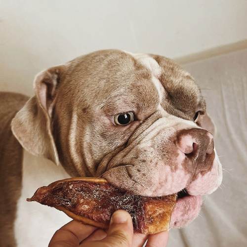 Caja mensual de golosinas caninas naturales sin aditivos.Delicias saludables y nutritivas para premiar a tu perro.Mejores opciones de snacks naturales para perros felices y activos.Caja de premios perrunos.